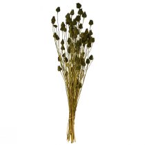 Artikel Gedroogde aardbeidistel decoratie, olijfgroen, Ø1–2cm, L55cm, 100g