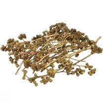 Artikel Eucalyptustakken natuurlijk decoratief exotische eucalyptus 20-30cm 25 st