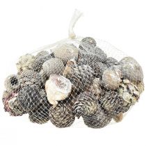 Artikel Exotische kegels Leucodendron wit gewassen 3-4cm 450g