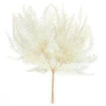 Artikel Varen Decoratieve Varenbladeren Geconserveerd Gebleekt L45cm 10 st