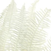 Artikel Varen Decoratieve Varenbladeren Geconserveerd Gebleekt L45cm 10 st