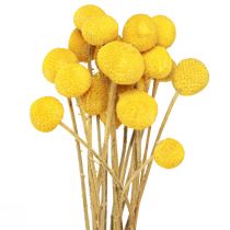 Artikel Gele Craspedia gedroogde drumsticks 45-55cm 20 st