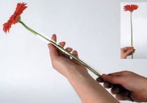 Artikel Gerbera steunslang 200m