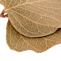 Artikel Gedroogde bladeren, decoratieve Moneta, gedroogde bloemstukken, naturel, 200 g