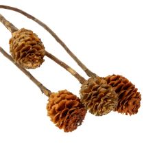 Artikel Glabrum Leucospermum Gedroogde Bloemen 25-40cm 25 stuks
