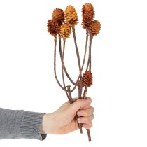 Artikel Glabrum Leucospermum Gedroogde Bloemen 25-40cm 25 stuks