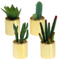Cactus groen in een gouden pot 12cm - 17cm 4st