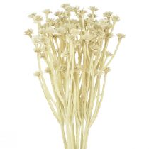 Artikel Kunstcurrykruid wit beige L28cm 12 stuks 1 bos