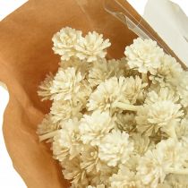 Artikel Kunstcurrykruid wit beige L28cm 12 stuks 1 bos