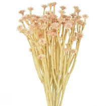 Artikel Italiaanse Strobloem Kunstbloemen Roze L28cm