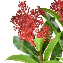 Artikel Kunstbloemen Rood Skimmia japonica Skimmie 45cm 2st