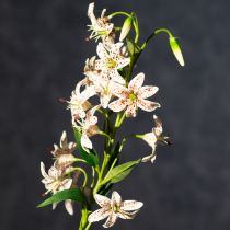 Artikel Kunstmatige lelie als bloemstengel voor een elegante en onderhoudsvriendelijke decoratie, 82 cm, 2 stuks