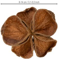 Artikel Landlotus Nature 50 stuks