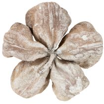 Artikel Landlotus Wit Gewassen 6-12cm 50 stuks