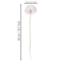 Artikel Reuze paardenbloem decoratieve gedroogde bloemen voor een modern interieur, 12 cm, 4 stuks