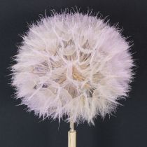 Artikel Reuze paardenbloem decoratieve gedroogde bloemen voor een modern interieur, 12 cm, 4 stuks