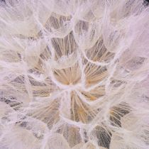 Artikel Reuze paardenbloem decoratieve gedroogde bloemen voor een modern interieur, 12 cm, 4 stuks