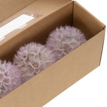 Artikel Reuze paardenbloem decoratieve gedroogde bloemen voor een modern interieur, 12 cm, 4 stuks