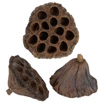 Artikel Lotusbol groot 100 stuks naturel
