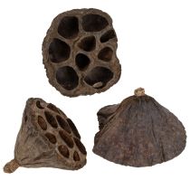 Artikel Lotusbol klein 100 stuks naturel
