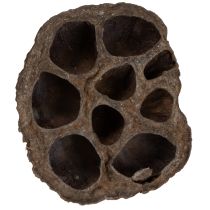 Artikel Lotusbol klein 100 stuks naturel