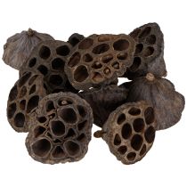 Artikel Lotusbol klein 100 stuks naturel