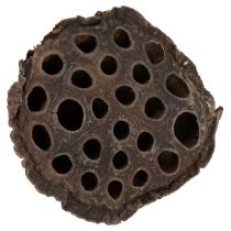 Artikel Lotus zuiger medium 100 stuks natuurlijk