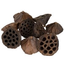 Artikel Lotus zuiger medium 100 stuks natuurlijk