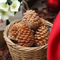 Artikel Maritima kegels room-vanille gemengd 5-18cm 25 stuks
