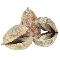 Artikel Mike Fruit exoten gedroogd wit gewassen 4-6cm 50 st