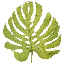 Artikel Monstera bladeren gedroogd decoratie raamblad H50cm 5 stuks