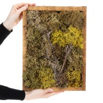 Artikel Mosfoto, echte mosfoto met lijst, geconserveerd, 40×30 cm