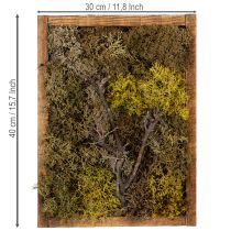 Artikel Mosfoto, echte mosfoto met lijst, geconserveerd, 40×30 cm