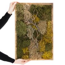 Artikel Mosfoto, echt geconserveerd mos en takjes, natuurlijk, 60×40cm