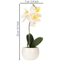 Artikel Kunstorchideeën in pot witte mini orchideeën Ø7cm H22cm