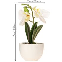 Artikel Mini orchideeën kunstmatige witte orchideeën in een pot 15cm