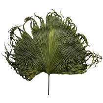 Artikel Palmbladeren gedroogde decoratie Saribus groen 45cm 5 stuks