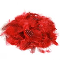 Artikel Parelhoenveren Faraona 30g rood