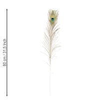 Artikel Pauwenveren decoratie echte vogelveren lang 75-85cm 8 stuks