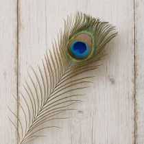 Artikel Decoratie met pauwenveren, echte vogelveren, lengte 75-85 cm, 8 stuks