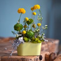 Artikel Plantenschaal ovaal geel decoratieve schaal kunststof 20×10×11cm 3 stuks