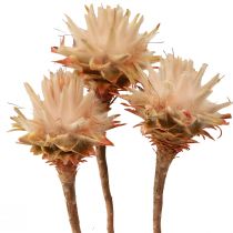 Artikel Leucospermum Plumosum Zilverboombloesem Licht 25 st
