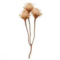 Artikel Leucospermum Plumosum Zilverboombloesem Licht 25 st