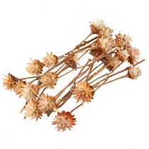 Artikel Leucospermum Plumosum Zilverboombloesem Licht 25 st