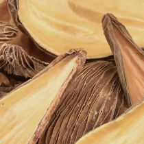 Artikel Fruit- en zaadcapsules Pradeep Pods 9-12 cm naturel 50 stuks