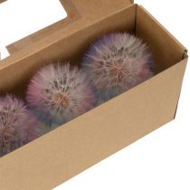 Artikel Paardenbloemdecoratie, gedroogde bloem, gestabiliseerd en geverfd, verfijnd, duurzaam, 12 cm, 4 stuks