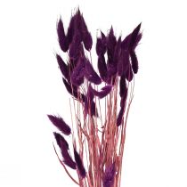 Artikel Velvet Grass Violet, Rabbit Tail Grass, Lagurus L18-50cm 25g
