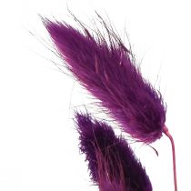 Artikel Velvet Grass Violet, Rabbit Tail Grass, Lagurus L18-50cm 25g