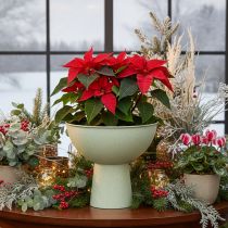 Artikel Schaal met standaard voor planten, decoratieve schaal, 25 cm
