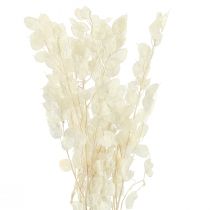 Artikel Zilverblad Maan Violet Lunaria Geconserveerd L70cm 20g